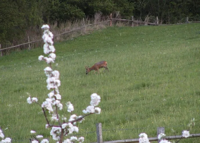 Feriehus Kotmarhuette